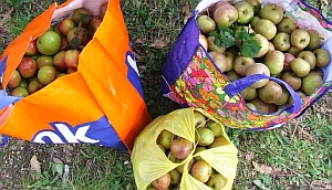 oogstfeest appels