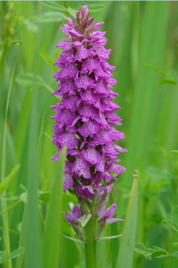 FotoRietorchis