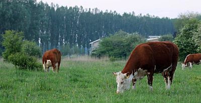 blaarkoppen drielanden