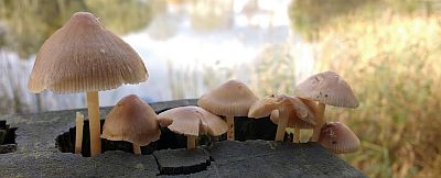 Paddestoelen op brugpilaar Wijkpark