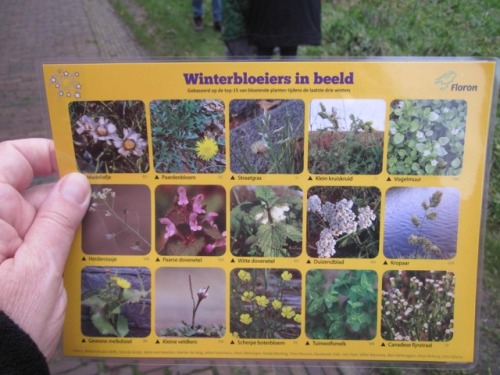 winterbloeiers