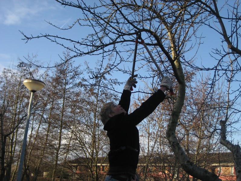 Help mee de fruitbomen te snoeien!