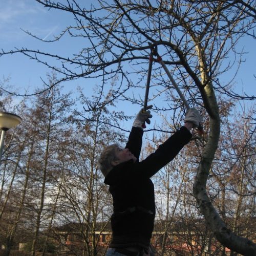 Help mee de fruitbomen te snoeien!