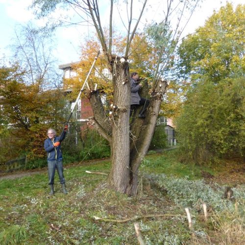 Help mee de fruitbomen te snoeien!